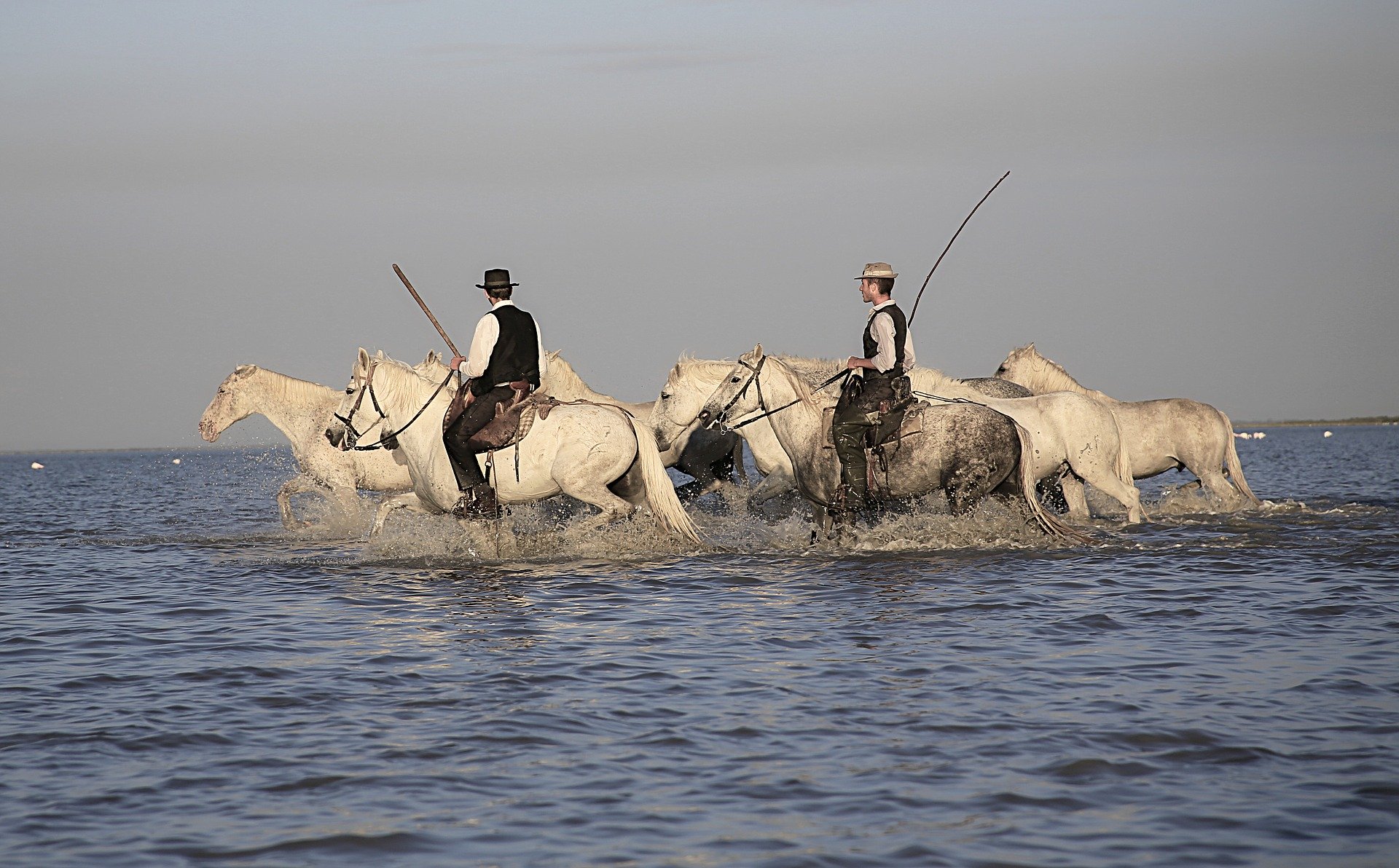 camargue